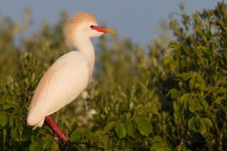 En période de reproduction, le héron garde-bœufs se pare d’un plumage nuptial caractéristique.